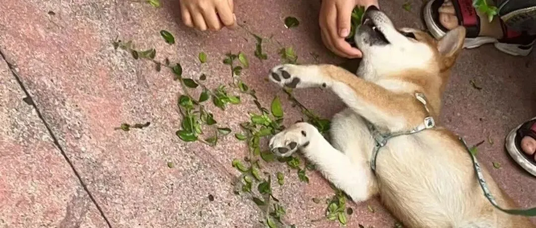 之前在社交平台做游戏直播
